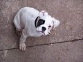odie the white boxer