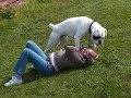 odie the white boxer