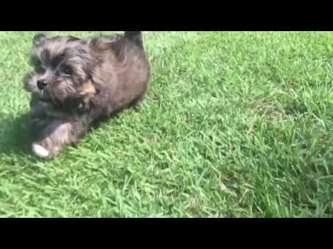 Sophie is a very intelligent, loving you size Maltipoo