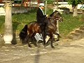 PRINCIPE DE JUBILOSO video 1