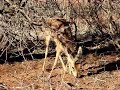 Steenbok Antelope foraging in the Kalahari