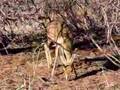 Steenbok Antelope foraging in the Kalahari
