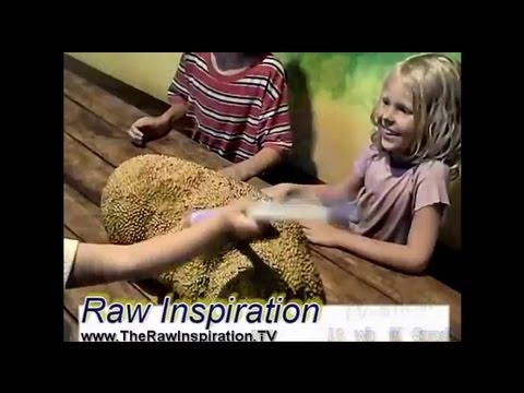 how to harvest jackfruit