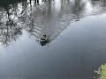 Viper Icon Bait Boat For Carp / Pike Fishing