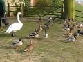 videos de Feeding Time at Leeds Castle