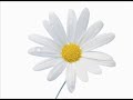 Ace of Base - Life Is A Flower