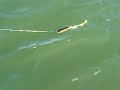 Buy from http://www.tacklebooty.com or from eBay.  The Regular Super D swimbait is a 100% soft plastic lure. Our lures use a tough inter harness that can accept three muskie treble hooks.  It also comes with a modified hook arrangment on the belly. This allows the bait to be thrashed by the fish with a much less chance of the hooks being thrown the fish and a better chance of you boating your big pike or muskie.
