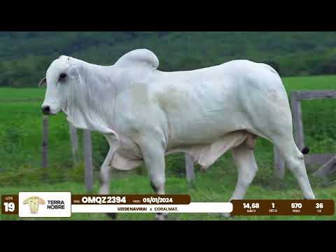 1� De Olho na Fazenda - Terra Nobre