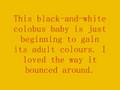 videos de The Lion's Roar.wmv