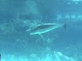 Dolphins Blow Bubble Rings