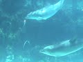 Dolphins Blow Bubble Rings