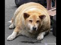 funny animal picture
