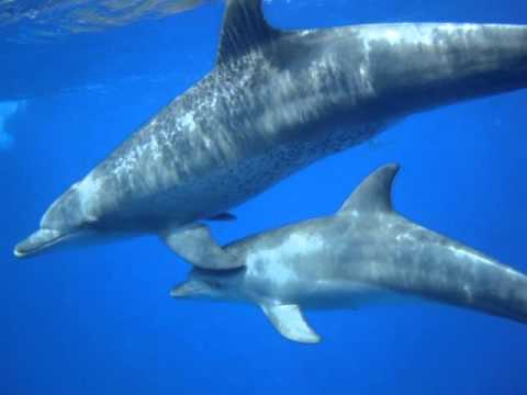 delphine - Delfin Tour mit SimSim Reisen www.SimSim-Reisen.de Wir haben eine Sichtungsrate von über 95% auf Delfine (Tümmler) über das ganze Jahr am Roten Meer, vor Hur...