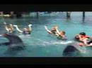 Swimming with Dolphins in the Bahamas