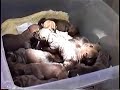 WARNING-ACTUAL C-SECTION SURGERY-BULLMASTIFF BABIES PT. 2