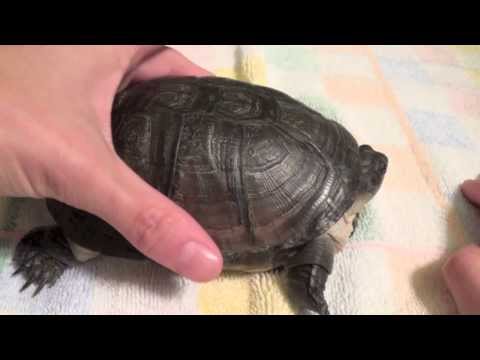 how to cure mbd in turtles