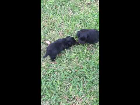 Tippy & Pixie First Day Outside