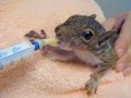 Cute Animals-The Sequel