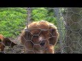 Western Australia wants Oscar's Law