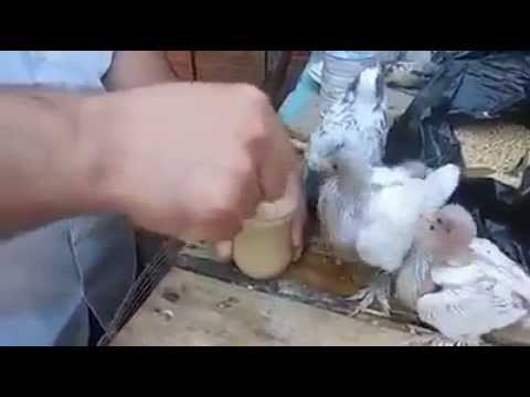 محترف في تربية الحمام الزاجل ☺