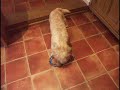 Dandie Dinmont-terriër