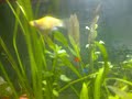 My revamped Planted Nano My revamped Planted Nano