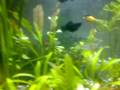 videos de My revamped Planted Nano