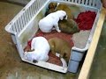 Putting the Puppies to bed