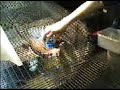 ReptileTraining.Com Target Training Monitors