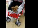 ダックスとポメラニアンの血を継ぐ愛犬くまの動画です。（http://kumashome.blog54.fc2.com/）