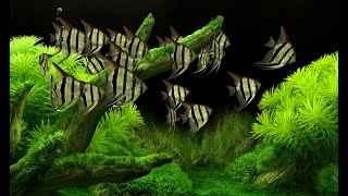 Dream aquarium - aquascape