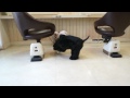 Click here to watch this video A.コッカースパニエル ペットボトル