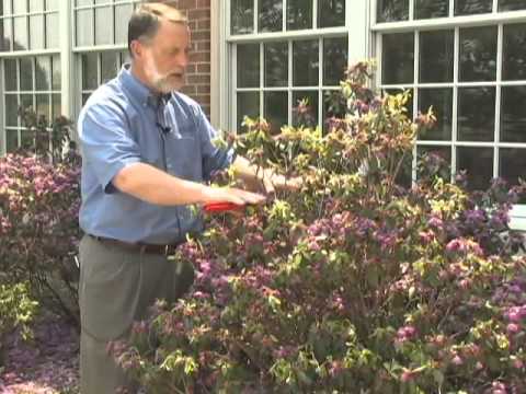 how to properly trim azaleas