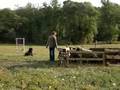 Boyero de Flandes video