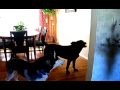 Mishka sings a doggie Duet!