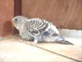 Filhotes de Periquitos Australianos 6 (Babies of Australian Parakeets 6) Filhotes de Periquitos Australianos 6 (Babies of Australian Parakeets 6)
