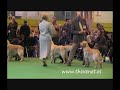 Crufts 2008 Golden Undergraduate Dog