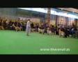 Crufts 2008 Golden Undergraduate Dog