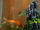 Geophagus surinamensis Geophagus surinamensis