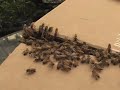 Swarm of Bees! Help! Swarm of Bees! Help!
