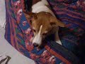 jumpy the Jack russle terrier