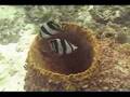 SAN ANDRES ISLAND (PARADISE)