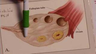 Menstrual Cycle Explained (Video)