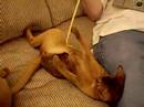 ??????????Nico cat loves his backscratcher
