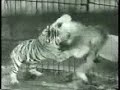 Female Tiger vs Male lion