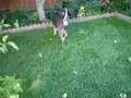 Sparky 9/6/08
