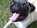 Petunia the Pug vs. The Water Bowl Petunia the Pug vs. The Water Bowl