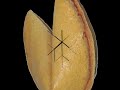 Click here to watch this video funny fortune cookie - 14