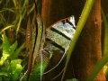 Lets get it on, in the fish tank