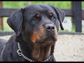 Rottweilers Rottweilers